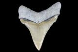 Collector Quality Chubutensis Tooth - Aurora, North Carolina #176598-1